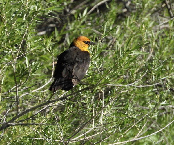 Yellow-headed Blackbird