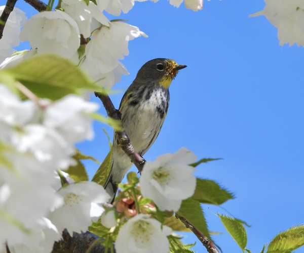 Yellow-Rumped Warbler